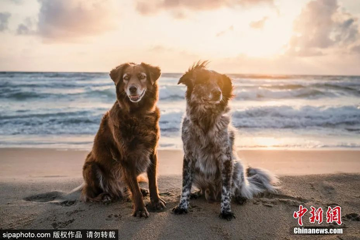 图片来源：Sipaphoto
