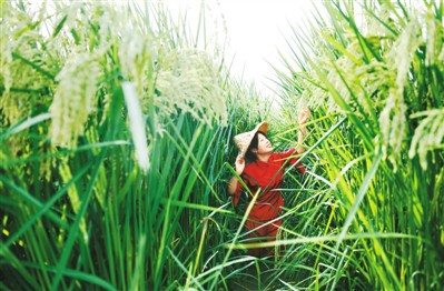 8月30日，重庆市大足区拾万镇长虹村，平均每蔸水稻植株高达2米左右的巨型稻长势喜人，吸引不少市民前往观赏。