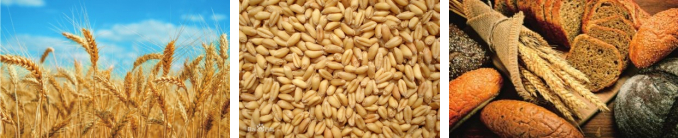 图6. 麦穗、麦粒与醇香的面包（图片来自网络）