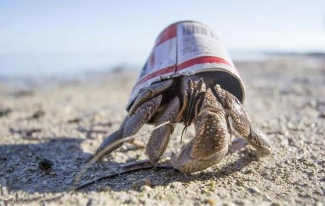 图源：intelligentliving