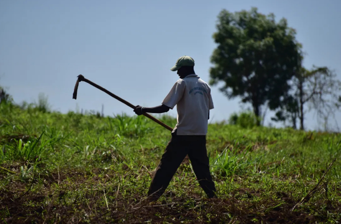 当地农民在耕作。（中国农业大学国际发展与全球农业学院供图）