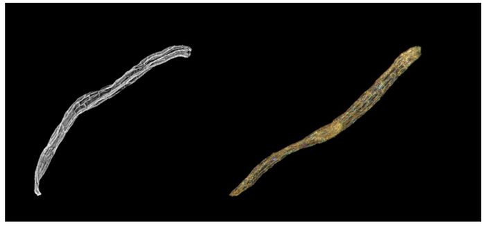 图3. 斑叶兰种子的扫描电镜照片和光学显微照片