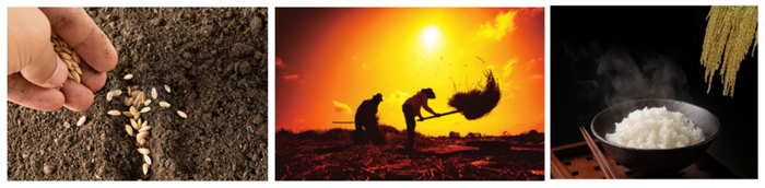 图4. 香软的米饭来自于田间辛勤的劳作（图片来自网络）