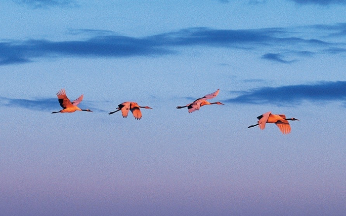 幼年小鹤跟随成年鹤练习飞行。王克举供图