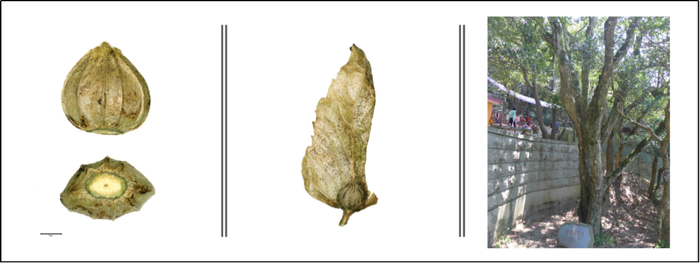 图7. 普陀鹅耳枥的果实和植株