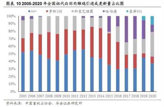 直到2019年，中国自己的白羽鸡才真正开始出现