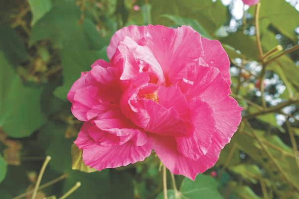 获得授权的芙蓉花新品种“金秋颂”