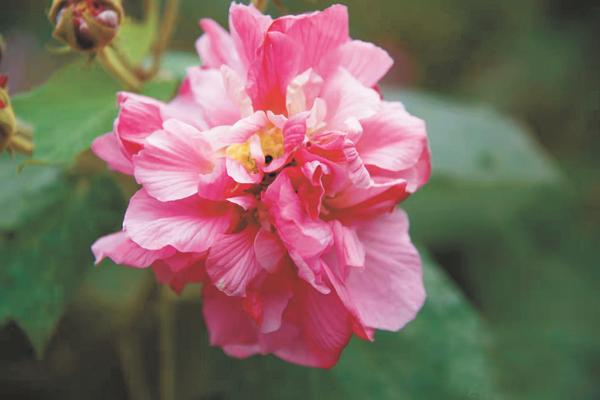 获得授权的芙蓉花新品种“锦碧玉”