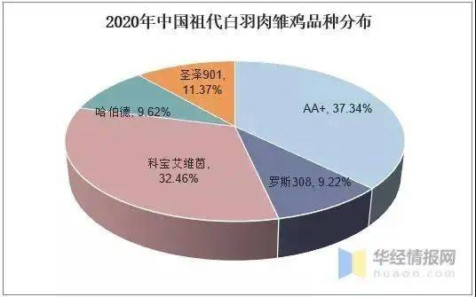 圣泽901就是国产白羽鸡原种鸡 来源：华经情报网