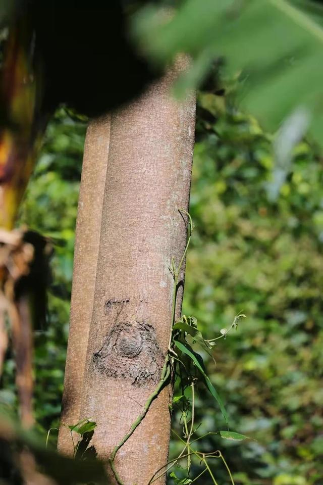 红椿树干。于永辉摄