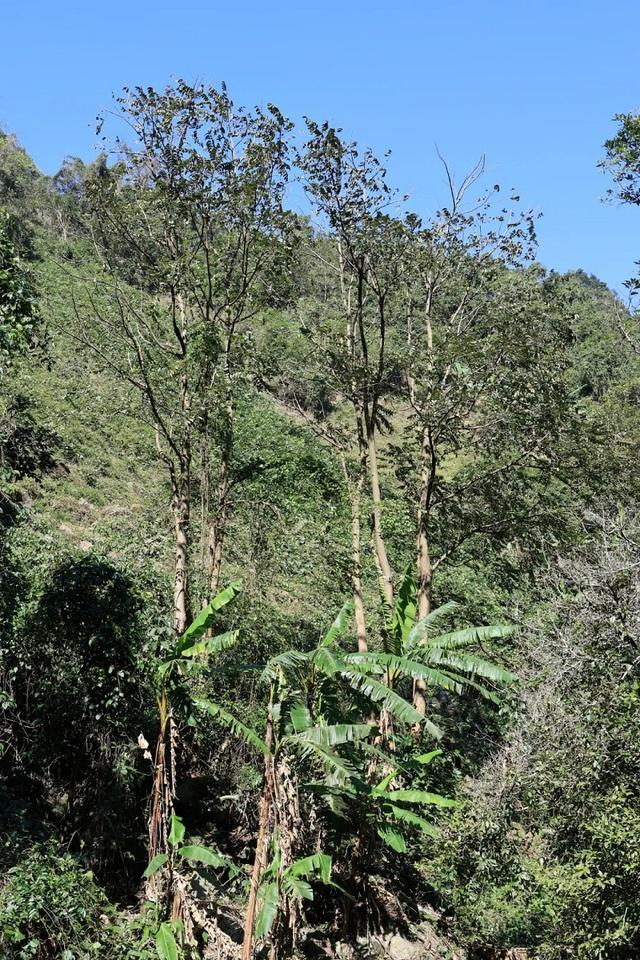 高峰林场万盘分场内发现的红椿。于永辉摄