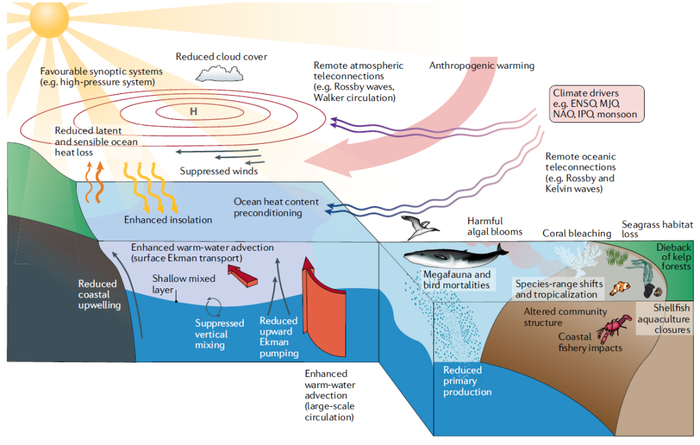 图4. 海洋热浪发生的驱动因子和生态影响（Holbrook 等，2020）