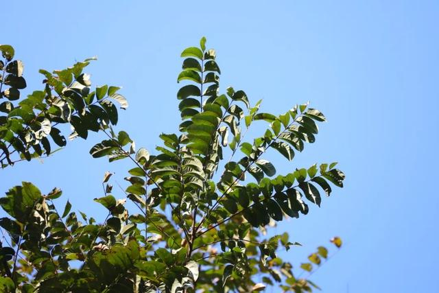 红椿。广西林科院供图