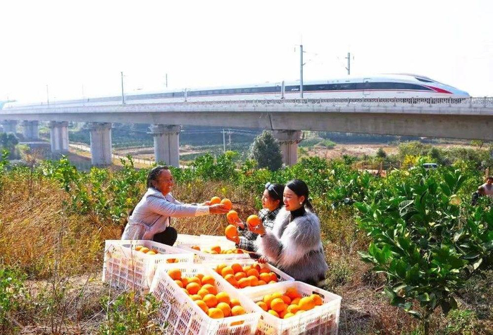 桥隧比非常高，桥下的果农在介绍赣南脐橙（图：南昌铁路）