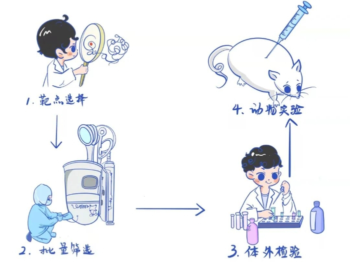 图1 生物制药需要经历靶点选择、批量筛选、体外检验、动物实验等开发步骤之后，才能够用于临床试验。插画：青柠