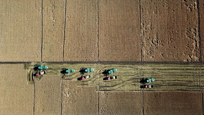 2020年10月，黑龙江的一处水稻收割场景。图/新华