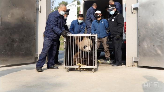 为大熊猫搬家成都大熊猫繁育研究基地供图