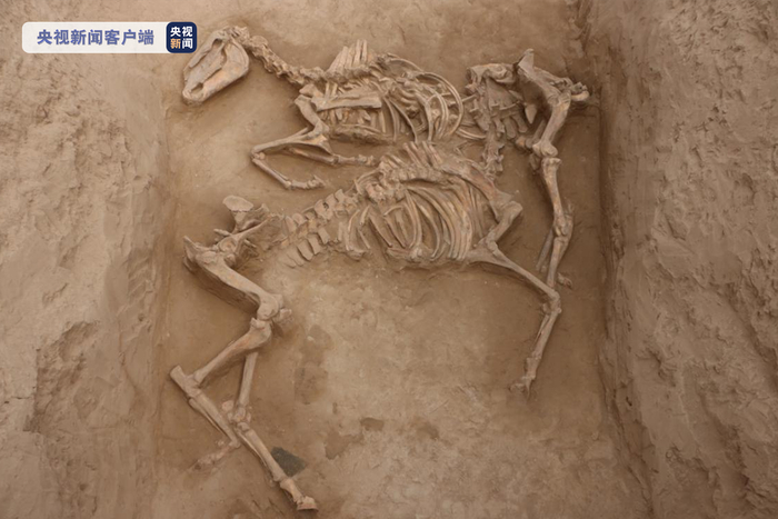 △长岭M1墓道殉马