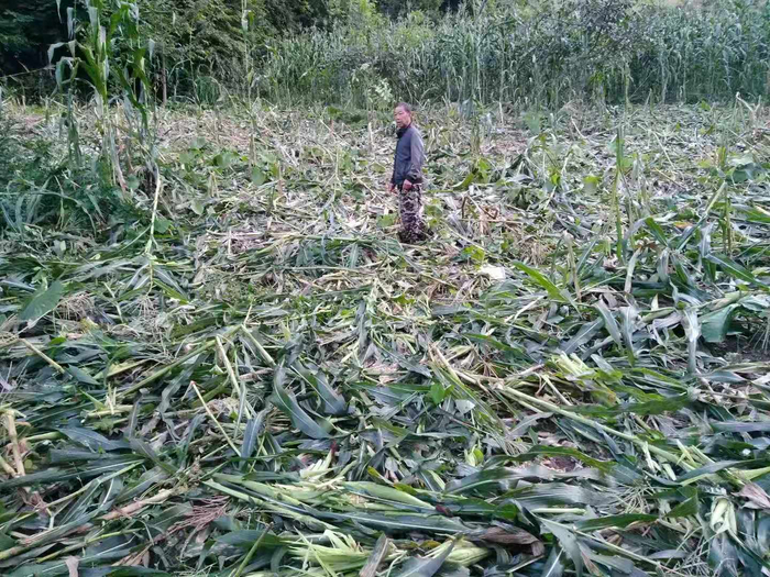 站在被毁玉米地中的农民&nbsp; &nbsp;受访者供图