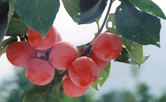 ▲火晶柿子，图片来源于搜狗百科