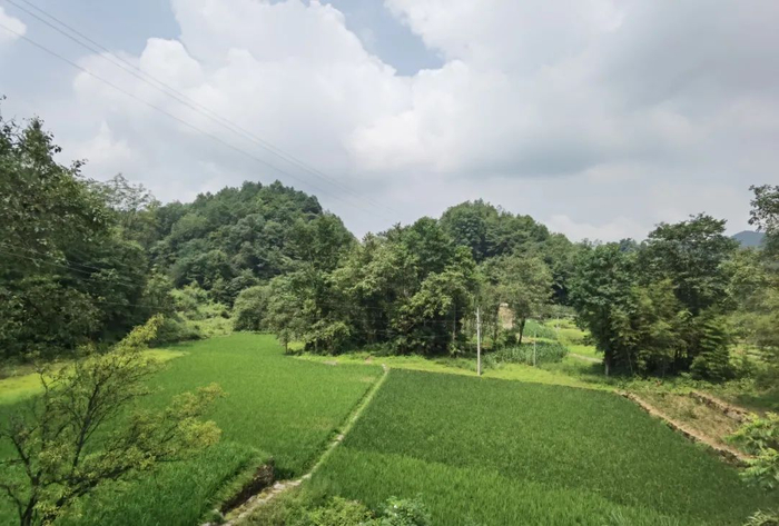 ▲湖北宣恩高罗大坪