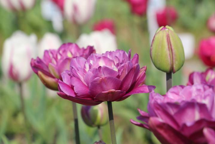 郁金香品种“蓝色奇观”