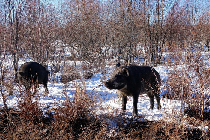 生活在黑龙江大兴安岭的野猪