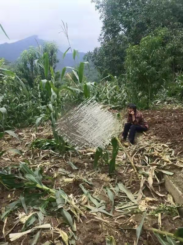 坐在自家被毁玉米地旁的农妇&nbsp; &nbsp;受访者供图