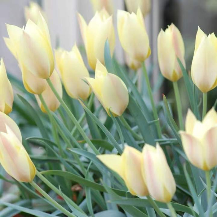 郁金香品种“小朋友”