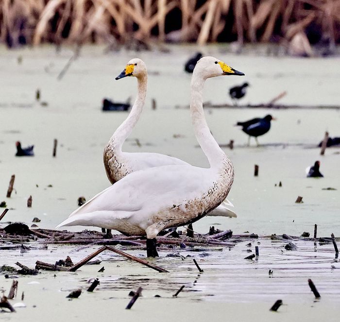 在藕塘里觅食的大天鹅。 郭建和 摄