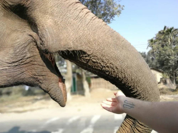 ●路上偶遇一只正在运货的大象，把手伸出车窗即可和大象打招呼。