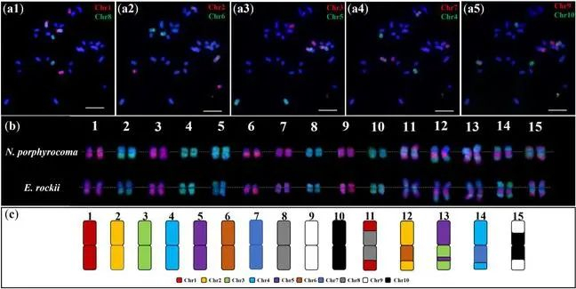 图3 染色体特异全涂染探针鉴定河八王和滇蔗茅染色体核型演化