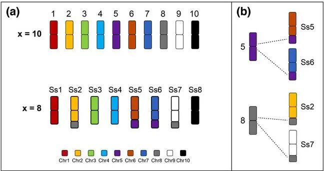 图2 不同染色体基数割手密染色体融合模式图