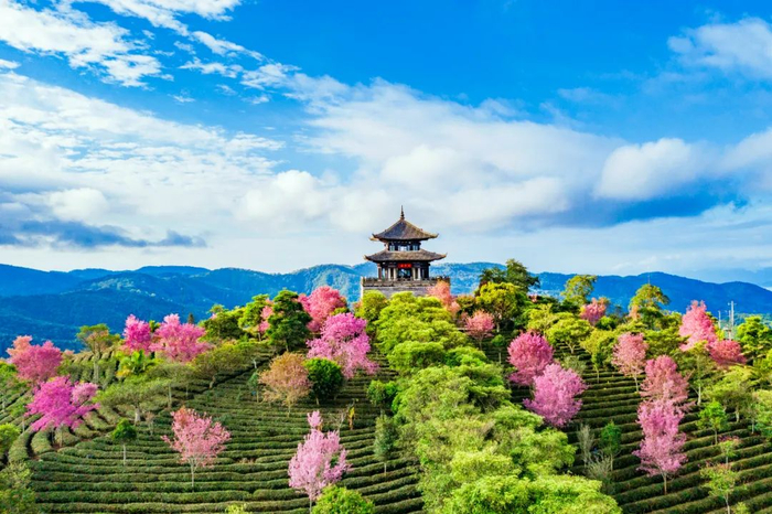 中华普洱茶博览苑 子涵 摄