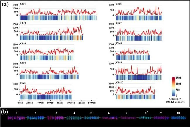 图1 甘蔗染色体特异全涂染探针的开发 