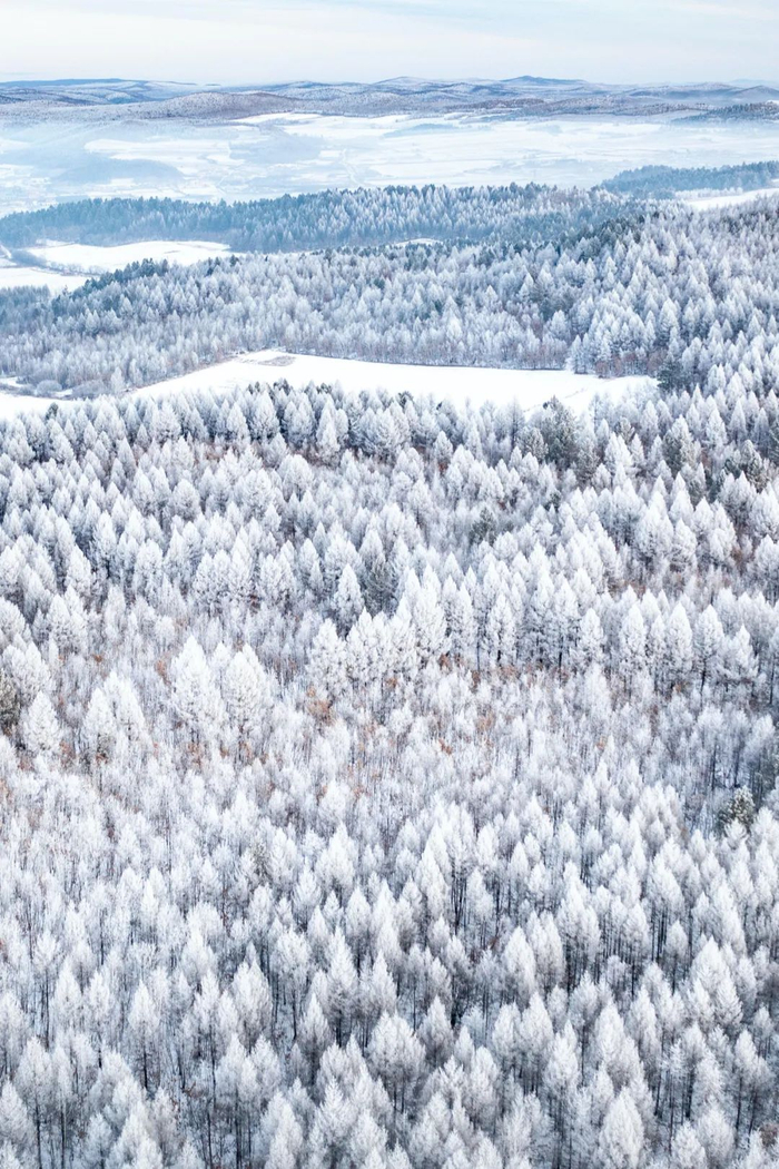 冰封林海。