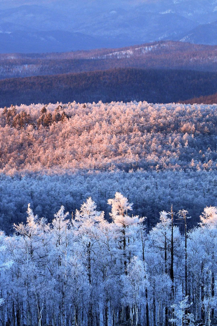 被皑皑白雪覆盖的茫茫林海。