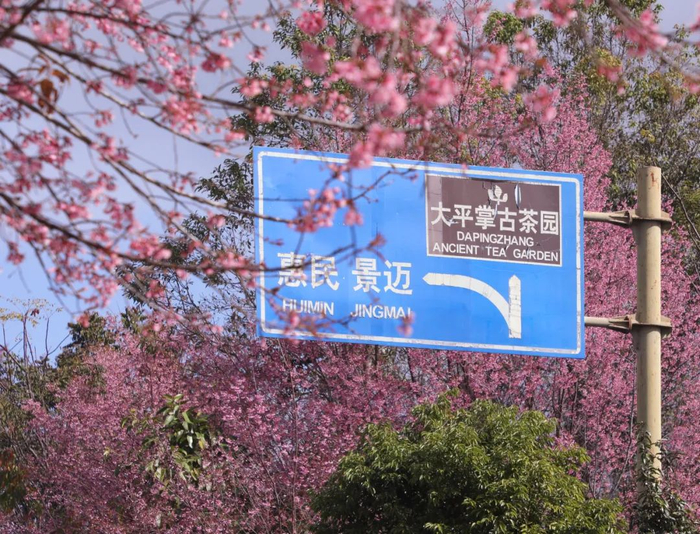 景迈山樱花 杨姝 摄