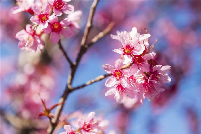 图源：“云南省文化和旅游厅”微信公众号