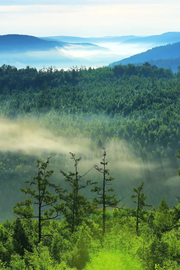 大兴安岭中茂密葱郁的针叶林。