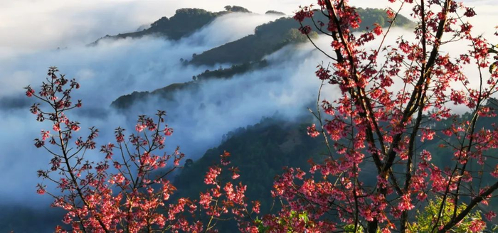 普洱茶园里的樱花 谭春 摄