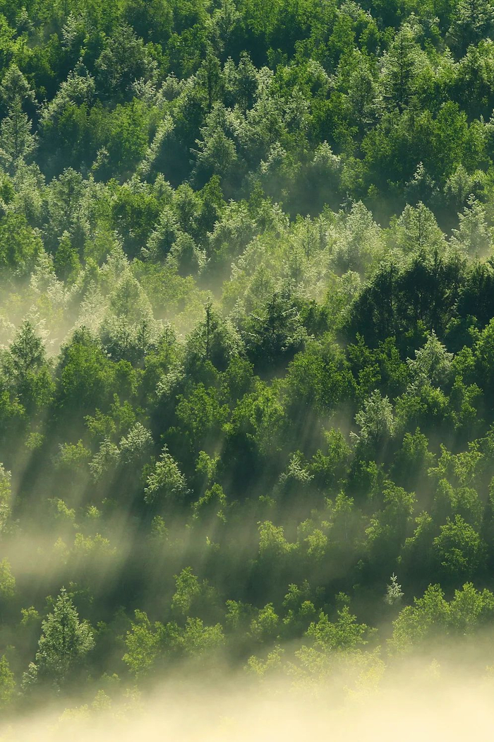 大兴安岭中的寒温带针叶林。