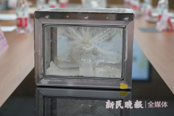 图说：中科院分子植物科学卓越创新中心培育的蚊子 新民晚报记者 郜阳 摄