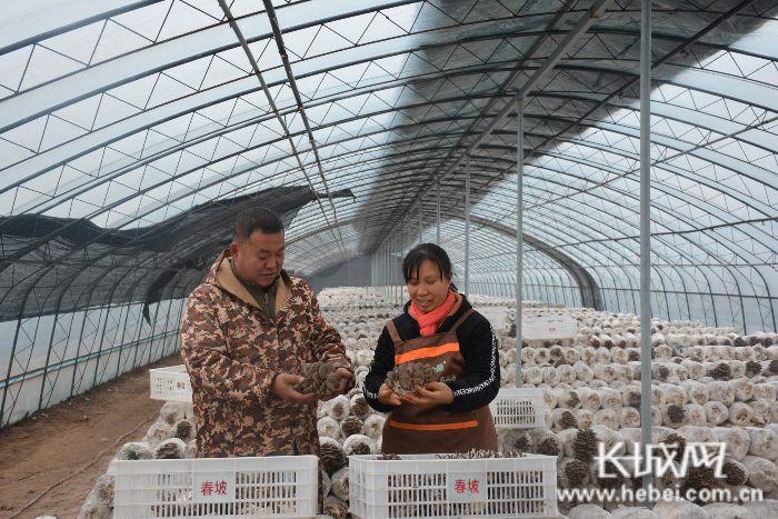 种植户正在查看平菇生长情况。