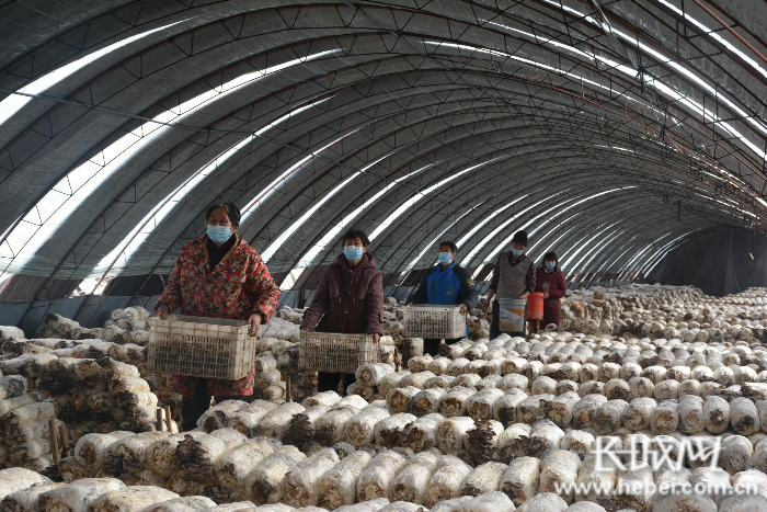 在宁晋县换马店镇寨子村秀珍菇生产基地，工人们正忙着采摘、打包菌包。宁晋县农业农村局 供图