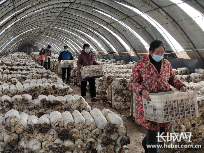 在宁晋县换马店镇寨子村秀珍菇生产基地，工人们正忙着采摘、打包菌包。宁晋县农业农村局 供图