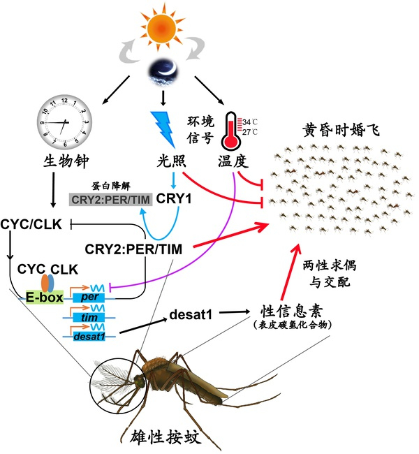 图说：疟疾媒介按蚊婚飞和求偶的奥秘 来源/中科院分子植物科学卓越创新中心
