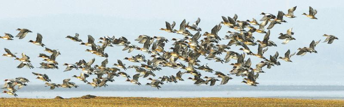 花脸鸭密密匝匝呼啸而至 朱国威摄