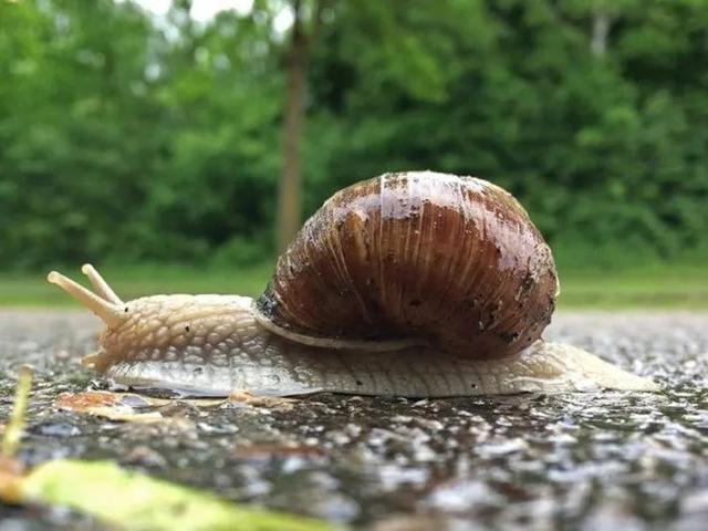 蜗牛（图片源自网络）