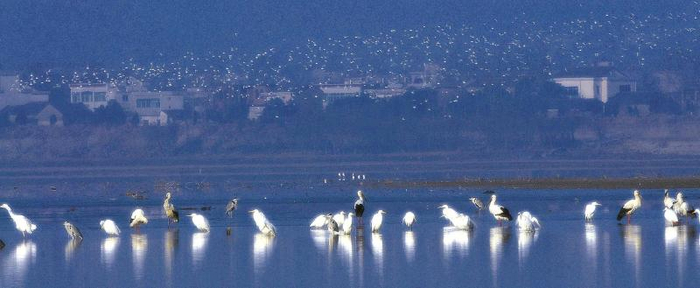 东方白鹳、白鹭、苍鹭相邻为伴 朱国威摄
